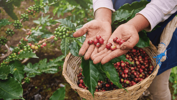 Von der Bohne bis zur Tasse: Die Reise des nachhaltigen Kaffees entdecken (Blendmeup)