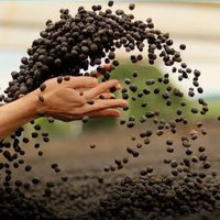Handgerösteter Kaffee aus Guatemala