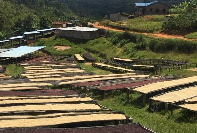 Handgerösteter Kaffee Ruanda