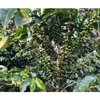Handgerösteter Kaffee, türkische Mischung